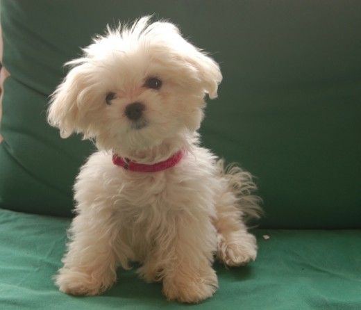 Bichon Maltes Toy, tres meses y medio, 900 gramos.